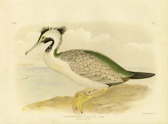 Cormoran tacheté, 1891